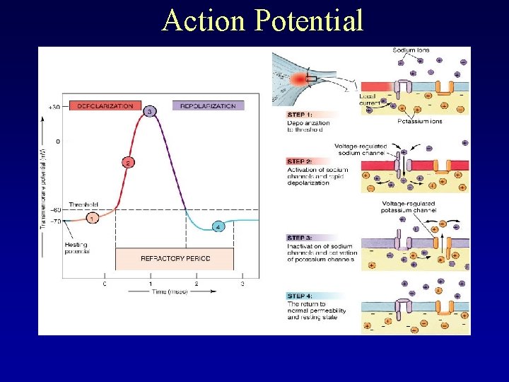 Action Potential 