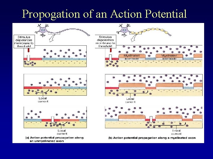 Propogation of an Action Potential 