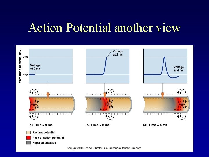 Action Potential another view 