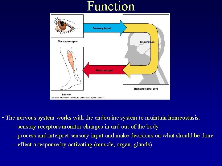 Function • The nervous system works with the endocrine system to maintain homeostasis. –