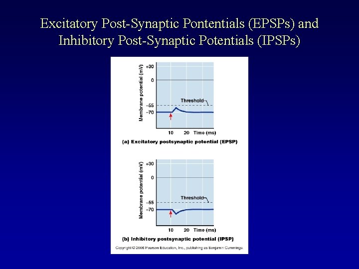 Excitatory Post-Synaptic Pontentials (EPSPs) and Inhibitory Post-Synaptic Potentials (IPSPs) 