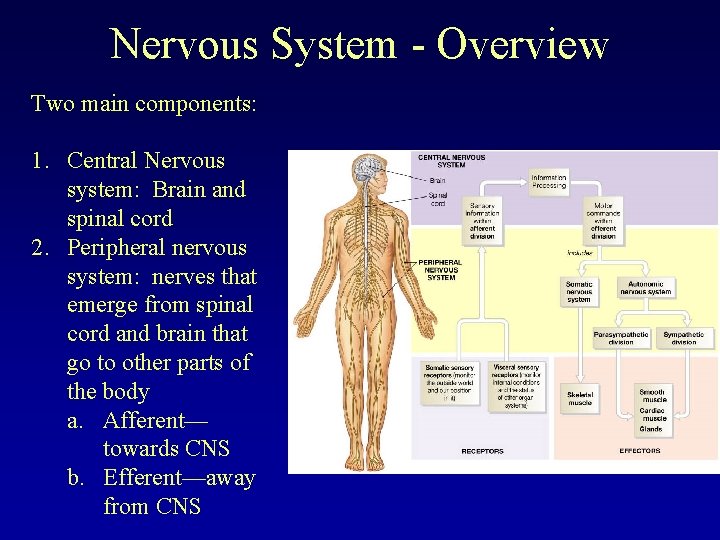 Nervous System - Overview Two main components: 1. Central Nervous system: Brain and spinal