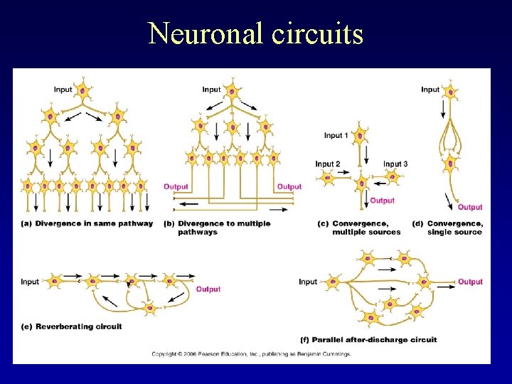 Neuronal circuits 