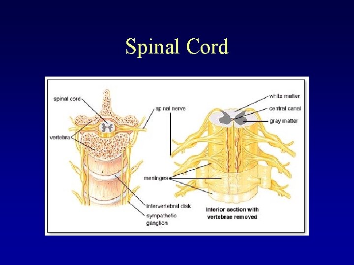 Spinal Cord 