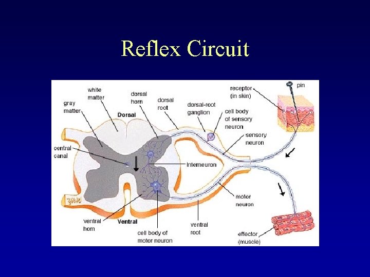 Reflex Circuit 