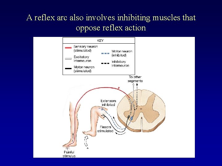 A reflex arc also involves inhibiting muscles that oppose reflex action 