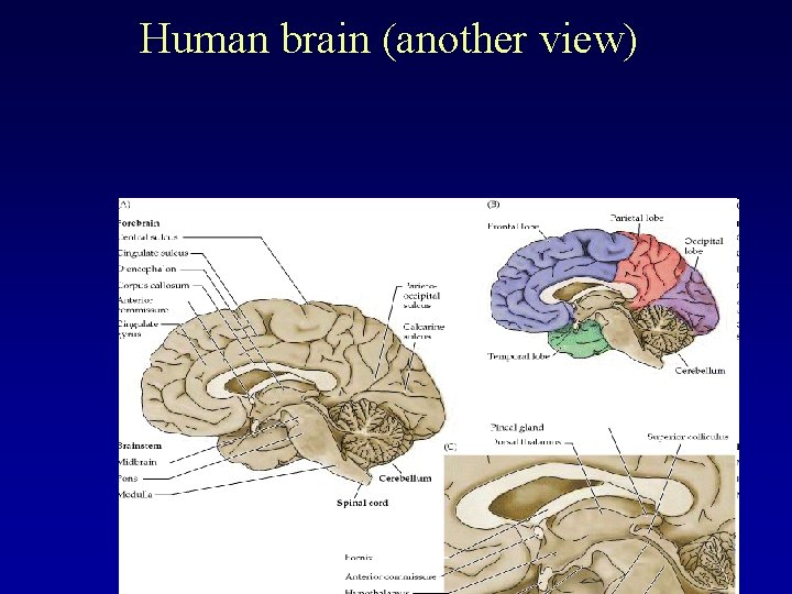 Human brain (another view) 