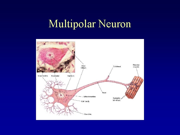 Multipolar Neuron 