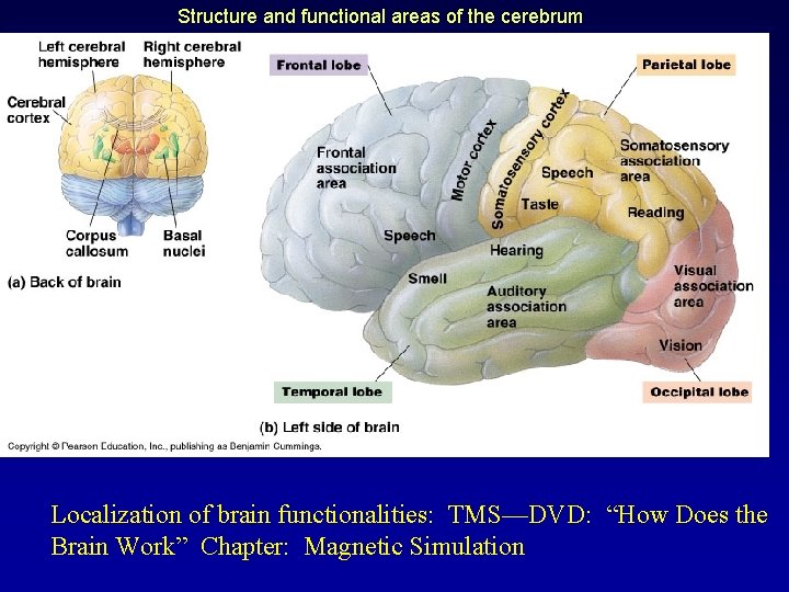 Structure and functional areas of the cerebrum Localization of brain functionalities: TMS—DVD: “How Does
