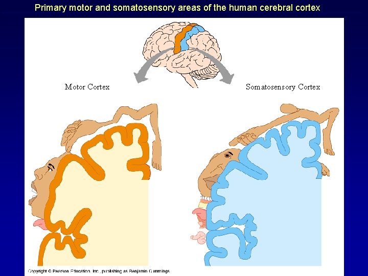 Primary motor and somatosensory areas of the human cerebral cortex Motor Cortex Somatosensory Cortex