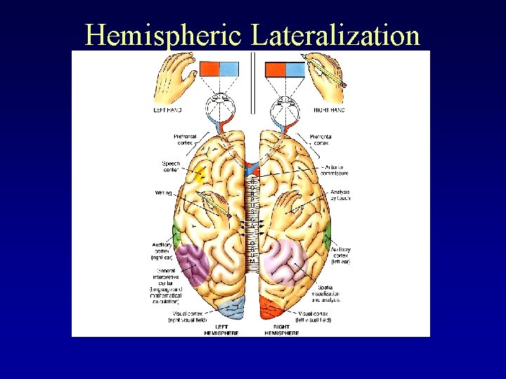 Hemispheric Lateralization 