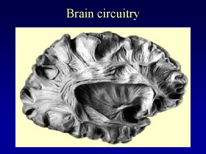 Brain circuitry 