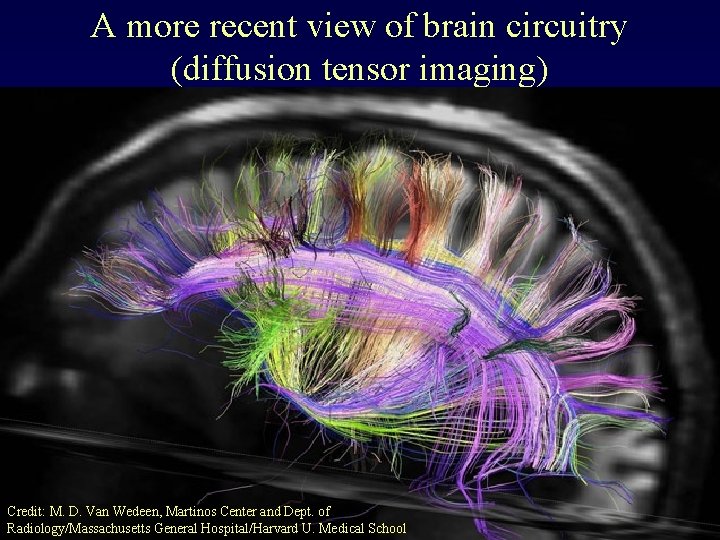 A more recent view of brain circuitry (diffusion tensor imaging) Credit: M. D. Van