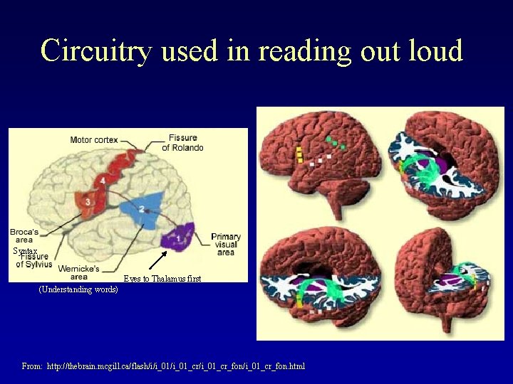 Circuitry used in reading out loud Syntax Eyes to Thalamus first (Understanding words) From: