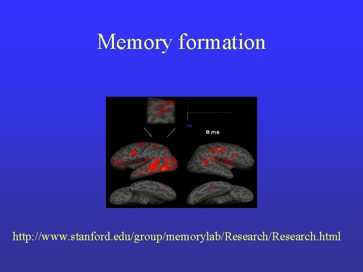 Memory formation http: //www. stanford. edu/group/memorylab/Research. html 