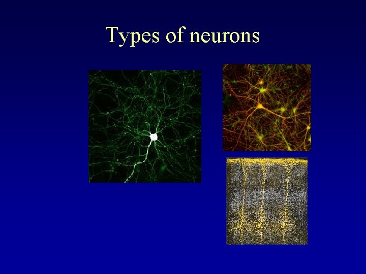 Types of neurons 