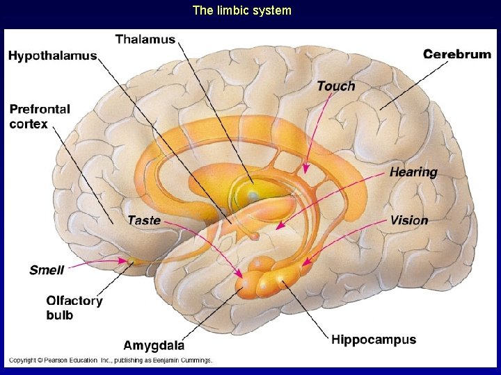 The limbic system 