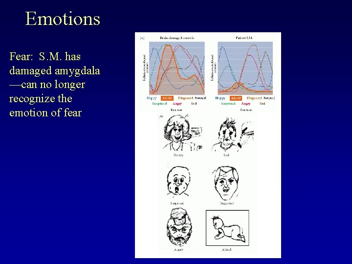 Emotions Fear: S. M. has damaged amygdala —can no longer recognize the emotion of