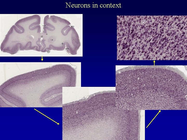Neurons in context 