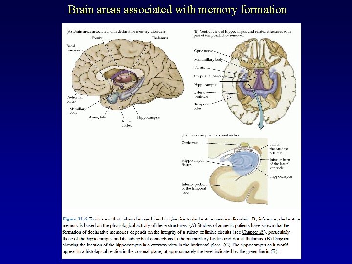 Brain areas associated with memory formation 