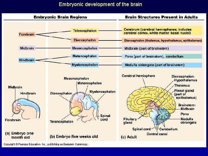 Embryonic development of the brain 