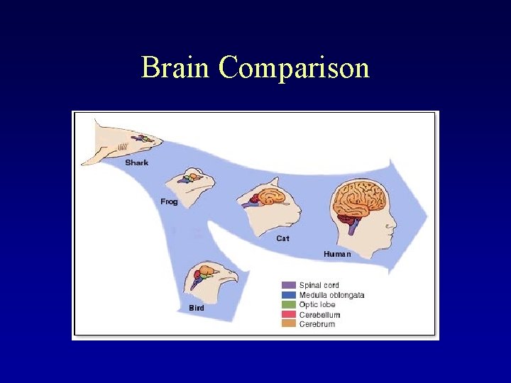 Brain Comparison 