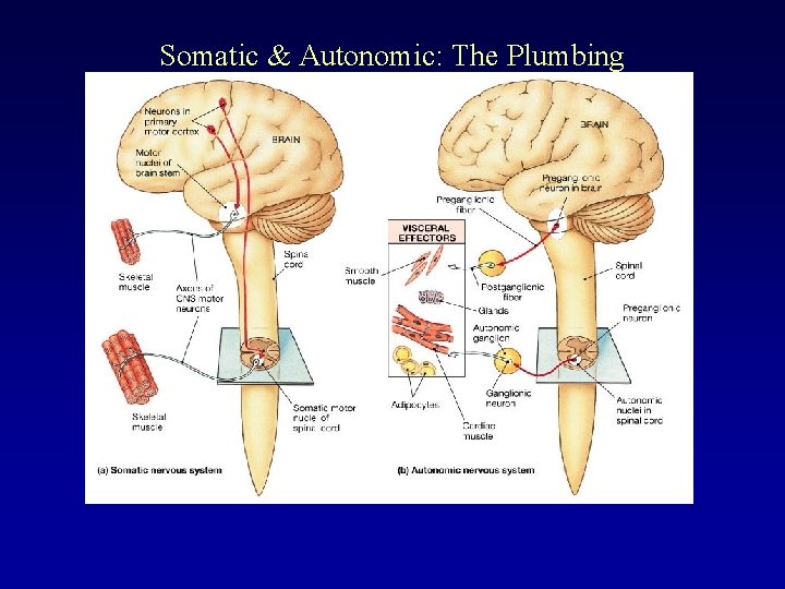 Somatic & Autonomic: The Plumbing 