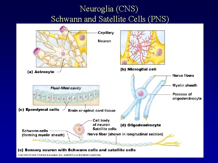 Neuroglia (CNS) Schwann and Satellite Cells (PNS) 