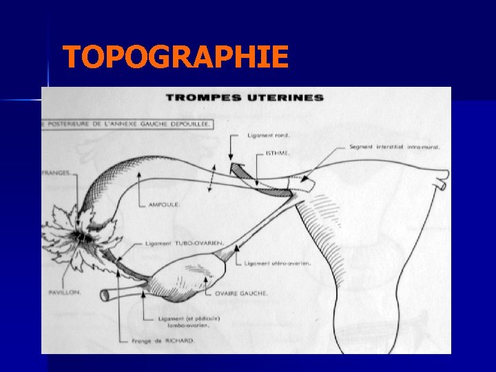 TOPOGRAPHIE 