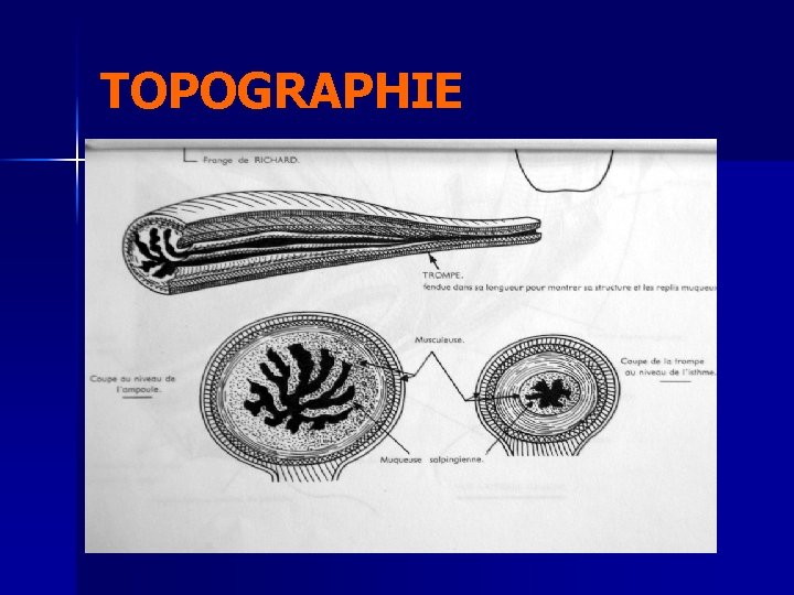 TOPOGRAPHIE 