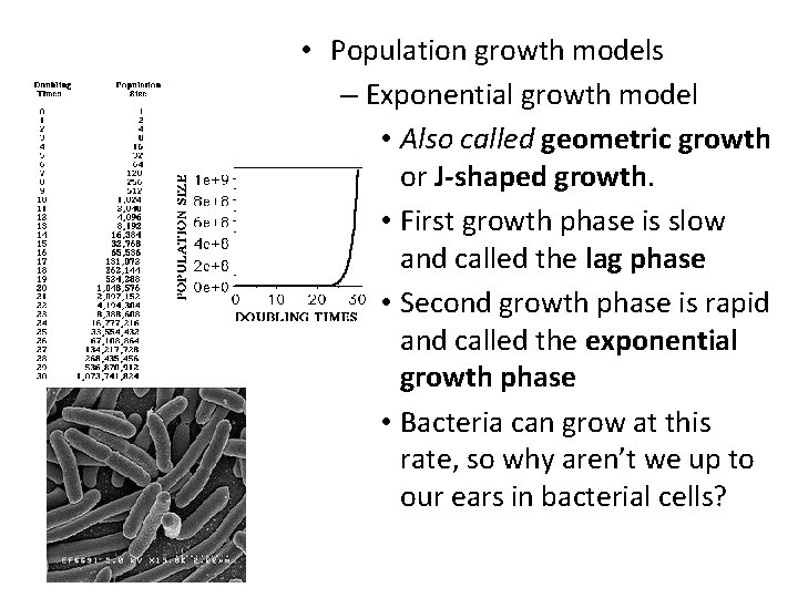  • Population growth models – Exponential growth model • Also called geometric growth