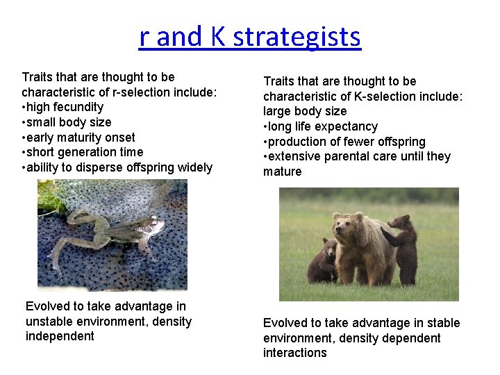 r and K strategists Traits that are thought to be characteristic of r-selection include: