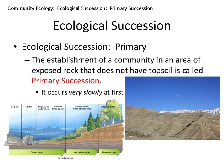 Community Ecology: Ecological Succession: Primary Succession Ecological Succession • Ecological Succession: Primary – The
