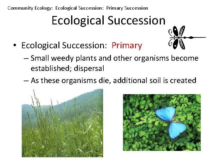Community Ecology: Ecological Succession: Primary Succession Ecological Succession • Ecological Succession: Primary – Small
