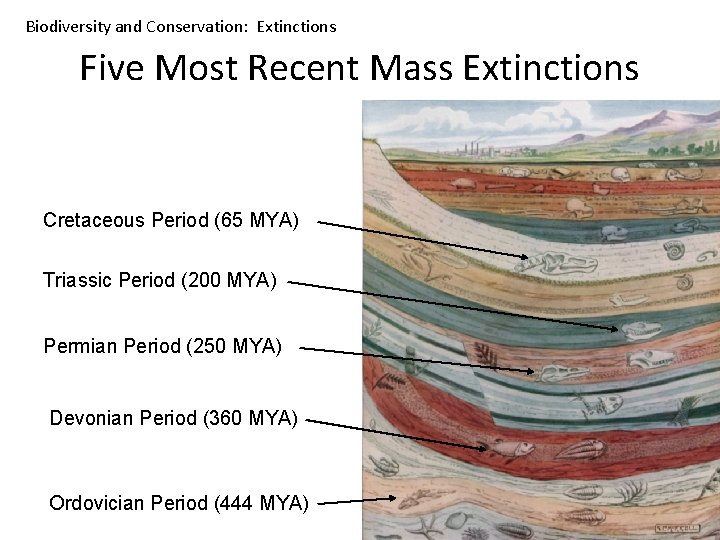 Biodiversity and Conservation: Extinctions Five Most Recent Mass Extinctions Cretaceous Period (65 MYA) Triassic