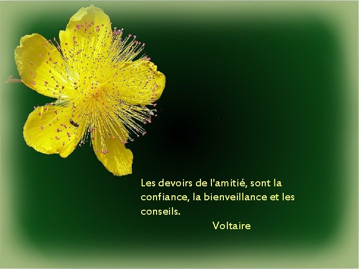 Les devoirs de l'amitié, sont la confiance, la bienveillance et les conseils. Voltaire 