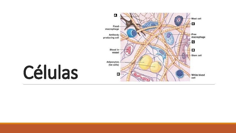 Células 