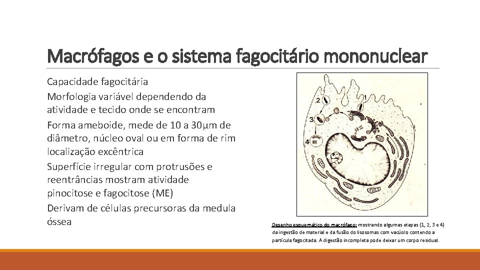 Macrófagos e o sistema fagocitário mononuclear Capacidade fagocitária Morfologia variável dependendo da atividade e