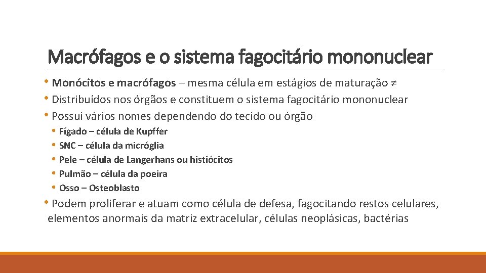 Macrófagos e o sistema fagocitário mononuclear • Monócitos e macrófagos – mesma célula em