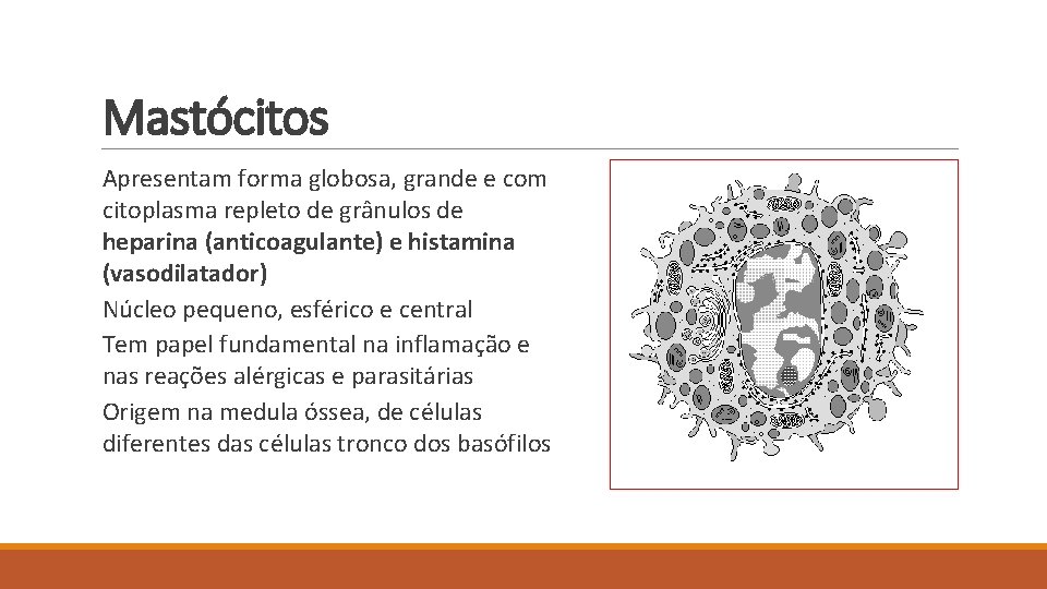 Mastócitos Apresentam forma globosa, grande e com citoplasma repleto de grânulos de heparina (anticoagulante)