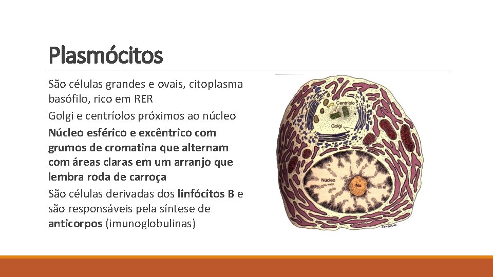 Plasmócitos São células grandes e ovais, citoplasma basófilo, rico em RER Golgi e centríolos
