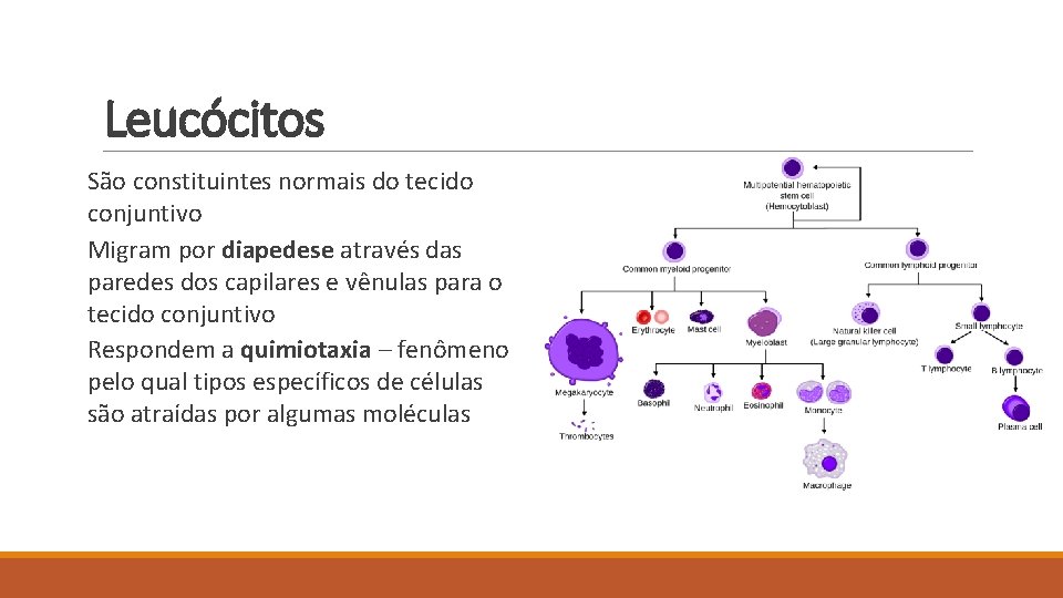 Leucócitos São constituintes normais do tecido conjuntivo Migram por diapedese através das paredes dos