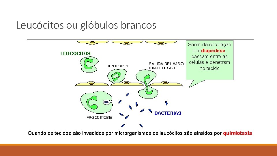 Leucócitos ou glóbulos brancos Saem da circulação por diapedese, passam entre as células e