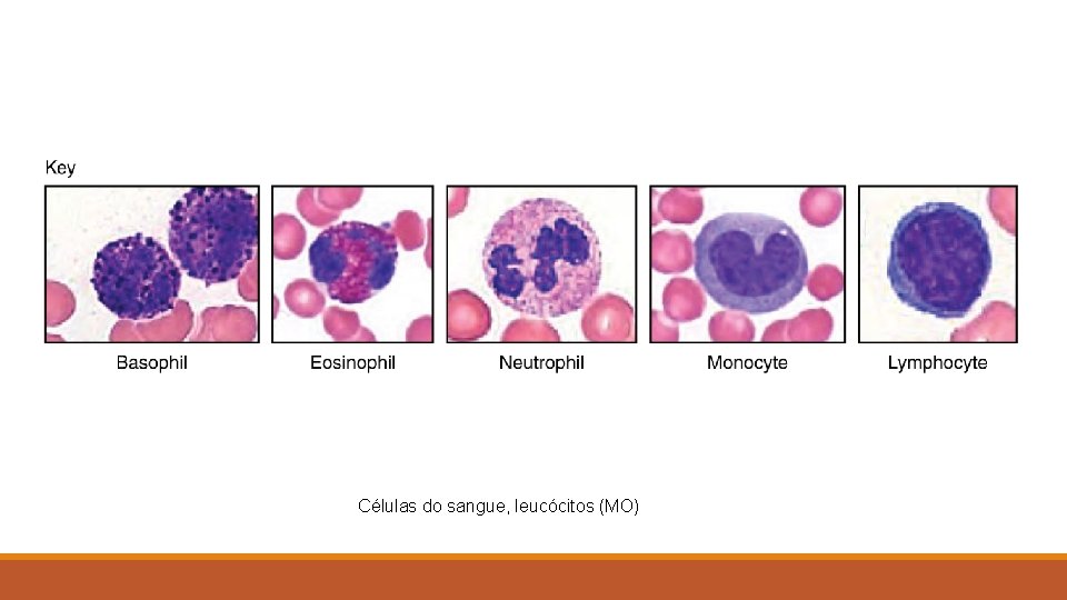 Células do sangue, leucócitos (MO) 