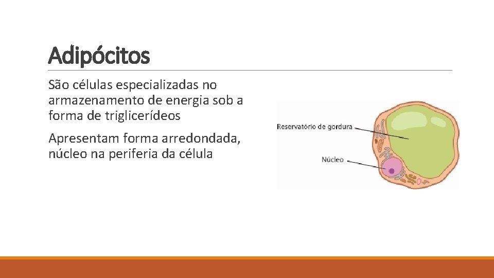 Adipócitos São células especializadas no armazenamento de energia sob a forma de triglicerídeos Apresentam