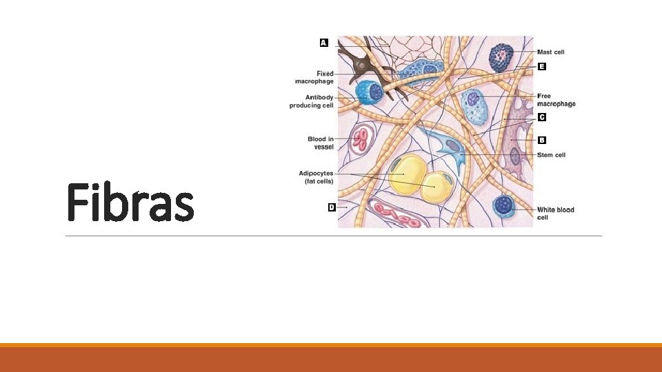 Fibras 