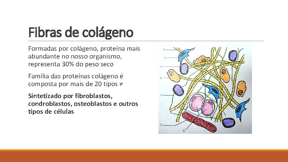 Fibras de colágeno Formadas por colágeno, proteína mais abundante no nosso organismo, representa 30%