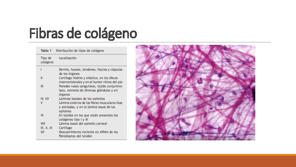 Fibras de colágeno 