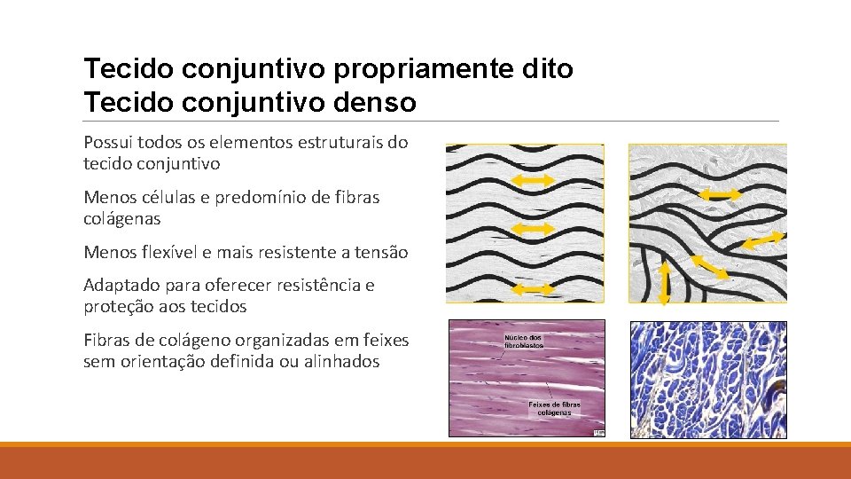 Tecido conjuntivo propriamente dito Tecido conjuntivo denso Possui todos os elementos estruturais do tecido