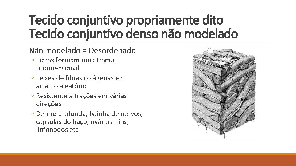 Tecido conjuntivo propriamente dito Tecido conjuntivo denso não modelado Não modelado = Desordenado ◦